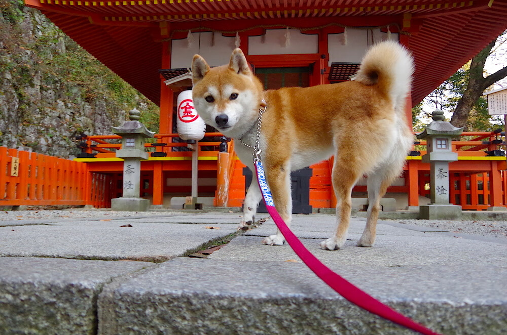 错位时空，当武切维奇穿越至国王对阵灰熊之战