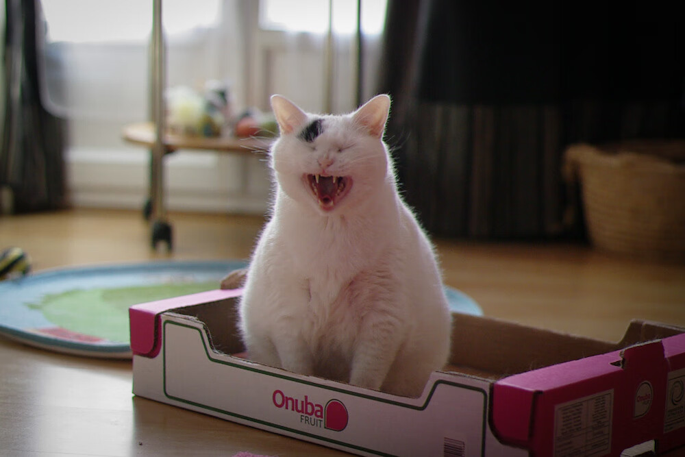 读秒绝杀，欧冠半决赛与非洲雄狮之死，解密体育赛事的末节玄学