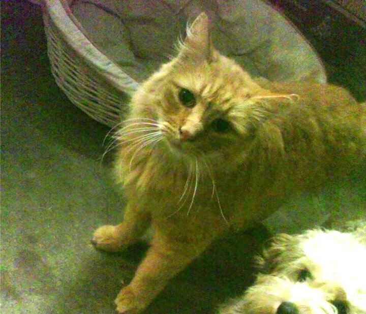 速度与心跳，F1年度争冠之夜与塔图姆的关键制胜