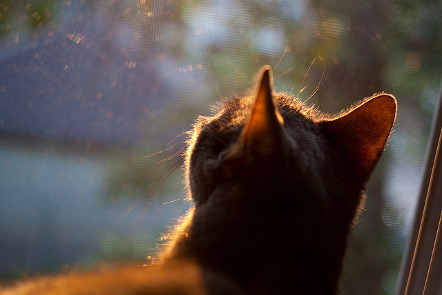 速度与心跳，F1年度争冠之夜与塔图姆的关键制胜