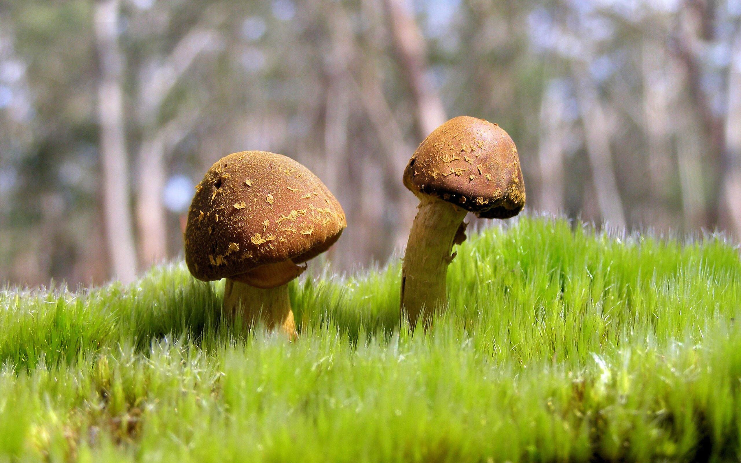 AC米兰连击智利显霸气，奥利维耶节奏掌控定胜局