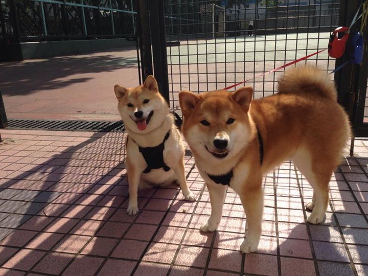 神奇翻盘！末节魔术师’爱德华兹带深圳绝境重生