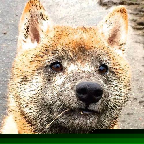 赛场传奇与英雄崛起，哈兰德展现巨星价值，突尼斯击败澳大利亚的非洲足球力量