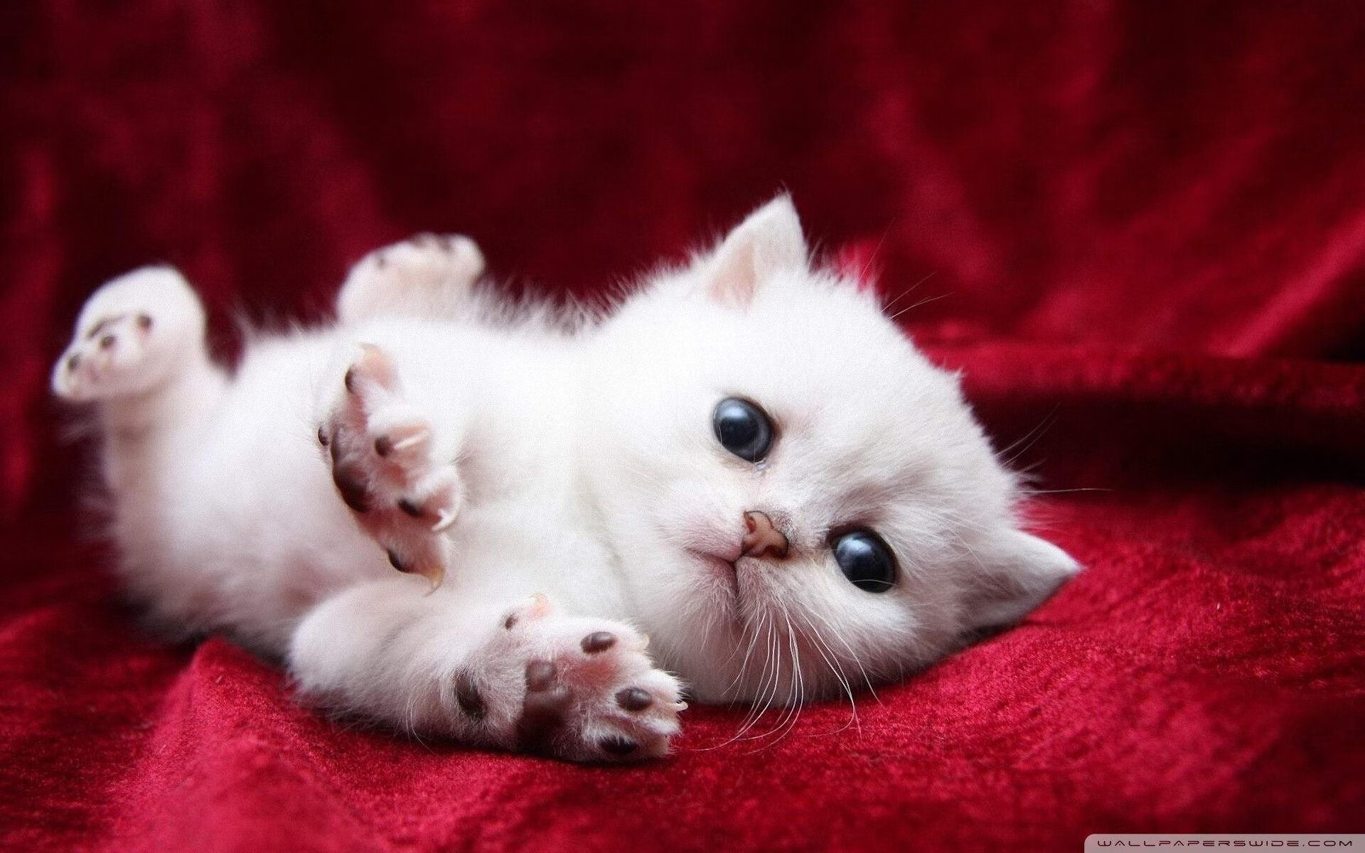 开云体育登录-当篮球之夜响起足球的回声，阿劳霍的里程碑在NBA的语境下闪耀