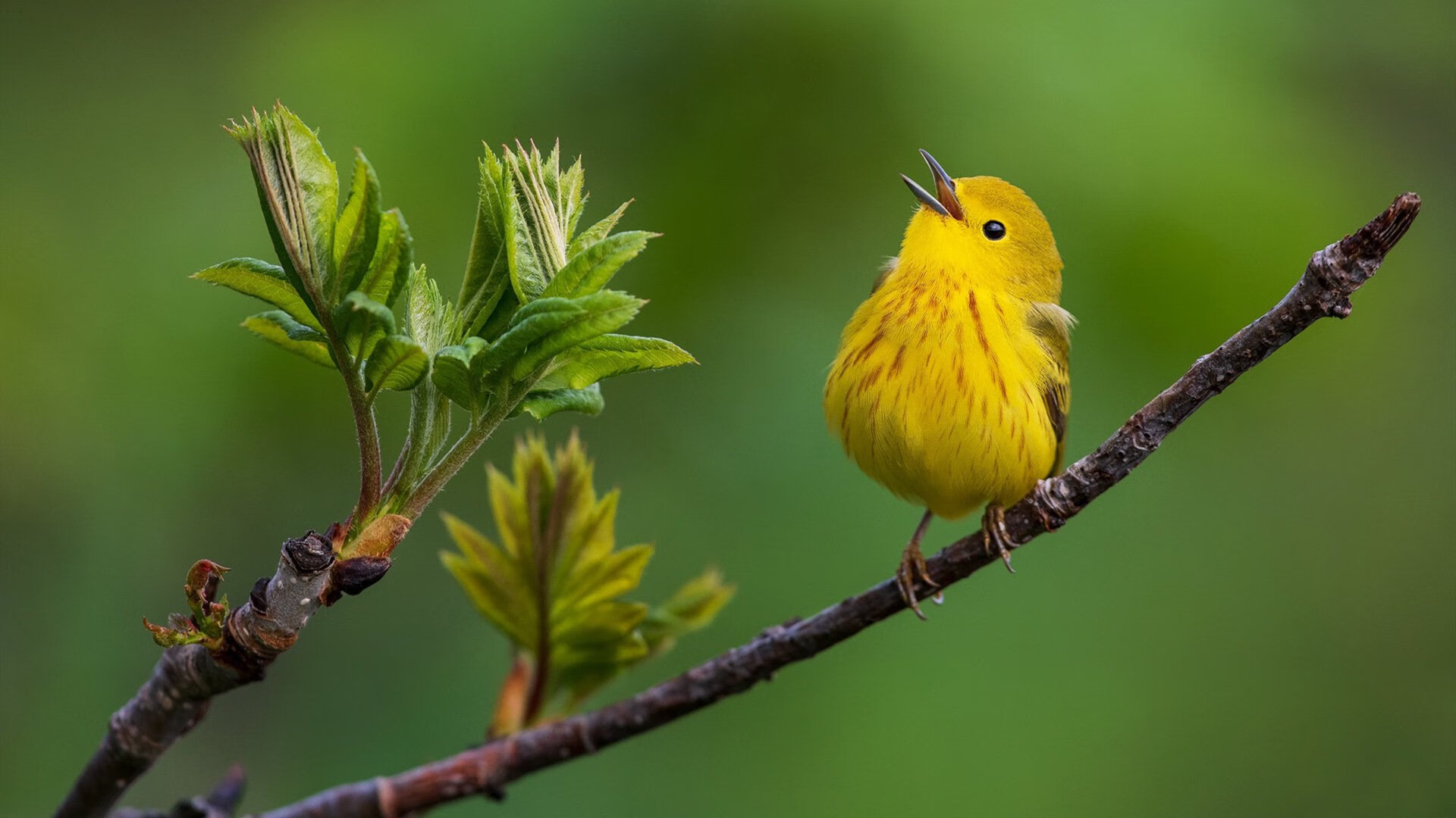 开云体育app-库里箭如雨下，广厦主场力克吉林