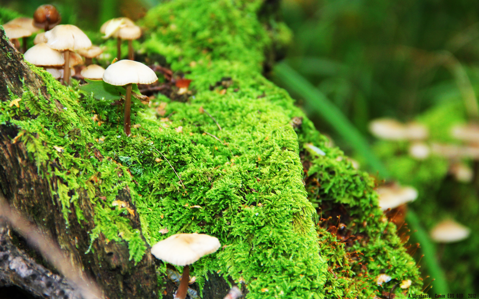 夜空中绽放，奥亚尔萨瓦尔绝杀，委内瑞拉压哨胜突尼斯