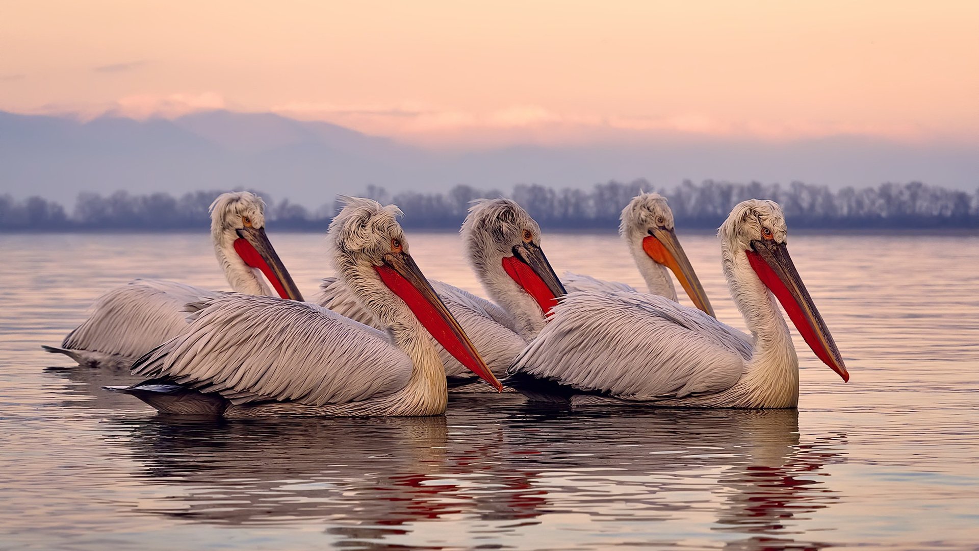 铁网与禁区,2026世界杯之夜,跨界的王
