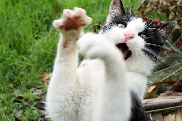 加克波双响+绝妙助攻，加纳2-1力克南非，黑星冉冉升起！