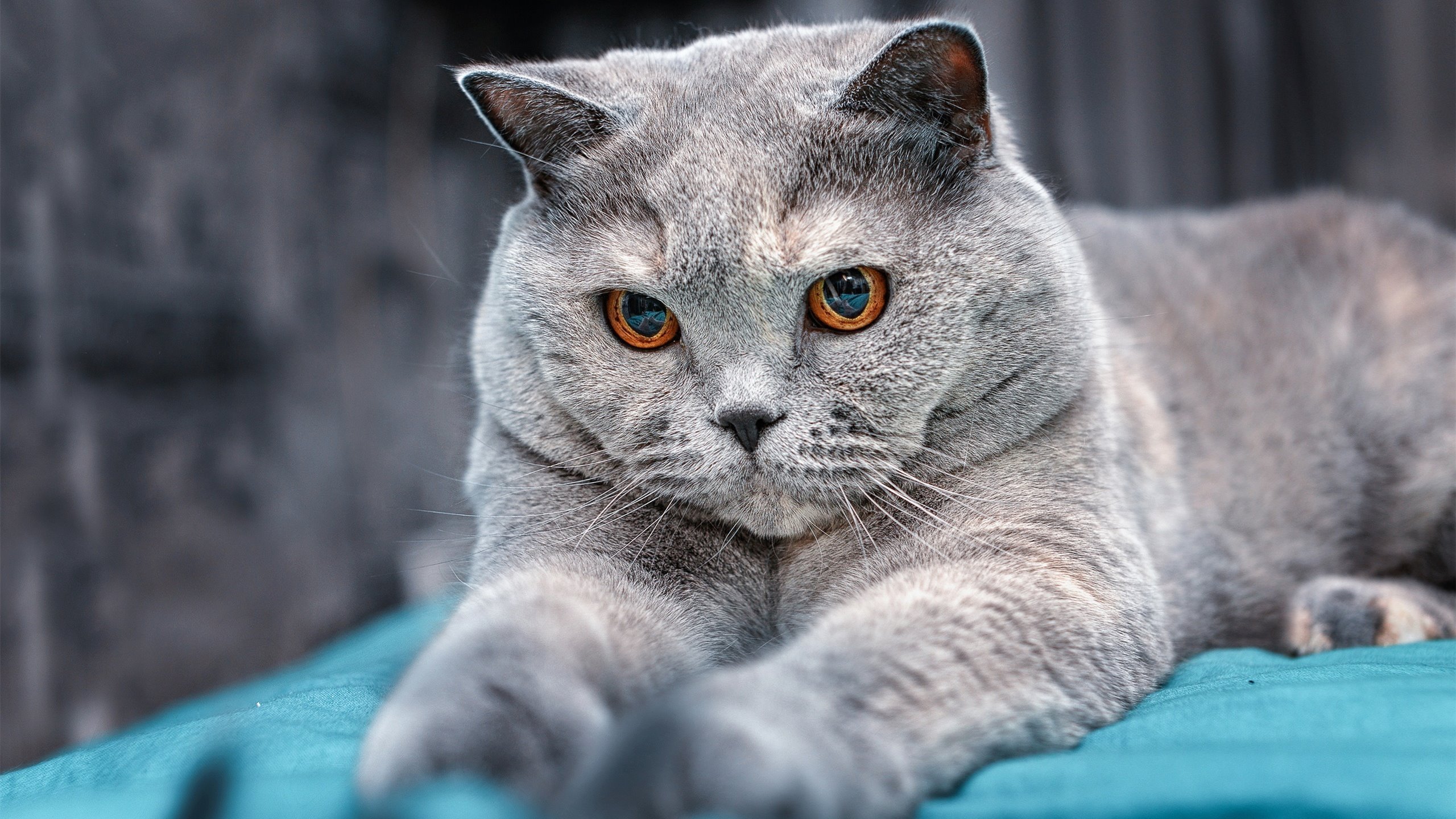 开云官网-活塞加时取胜奇才，一场西决级别的生死焦点战