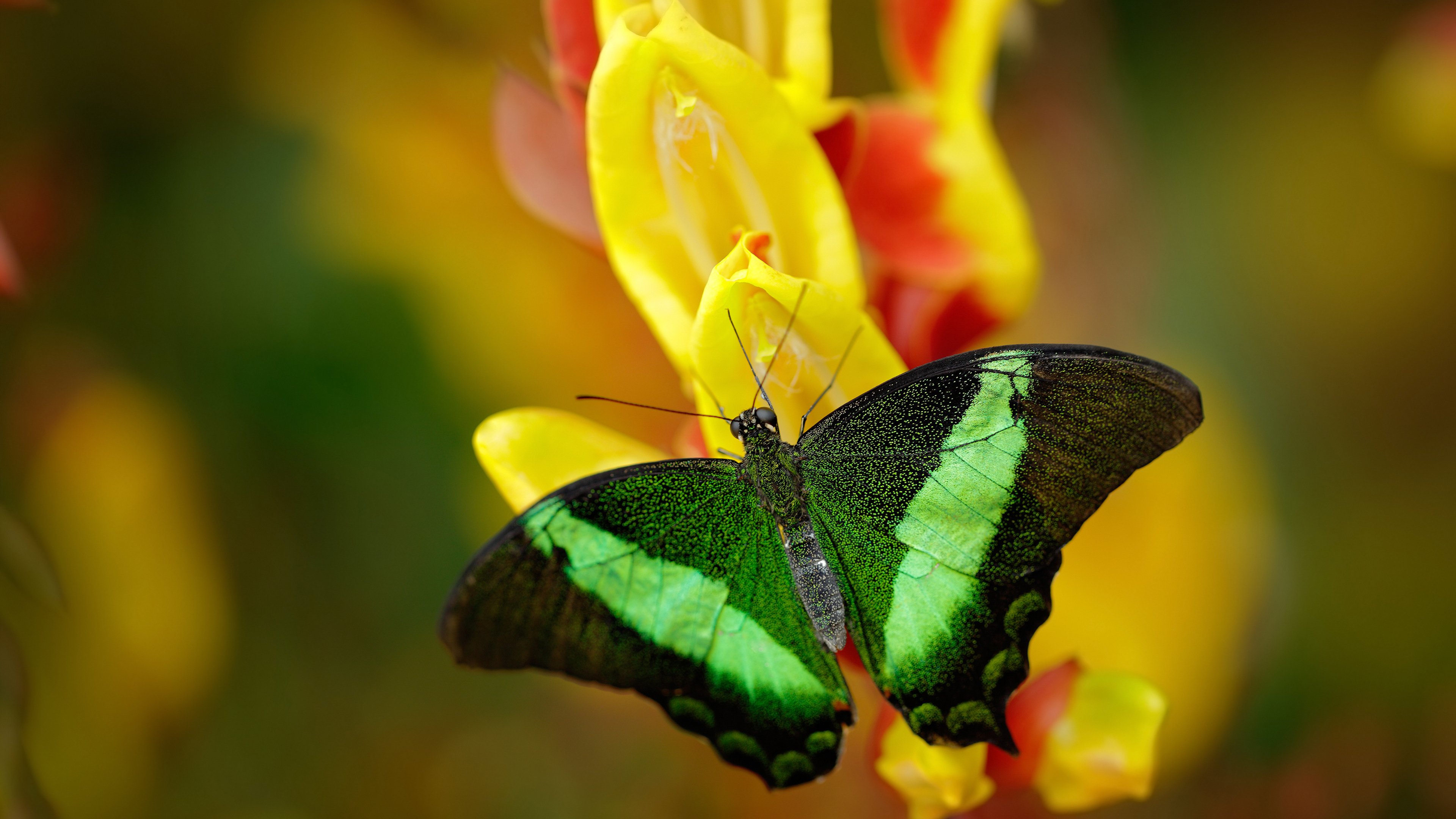森林狼铁壁封锁马刺，焦点战揭示季后赛新格局