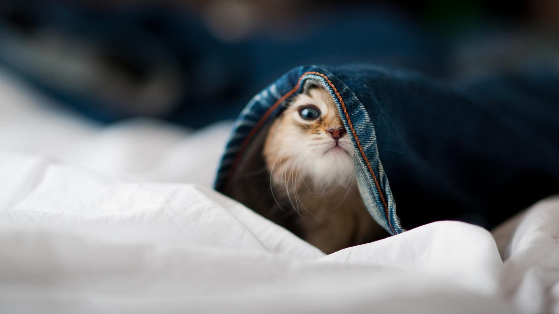 跨越大洋的篮球对话,新疆队对阵独行侠,欧文带动全队节奏