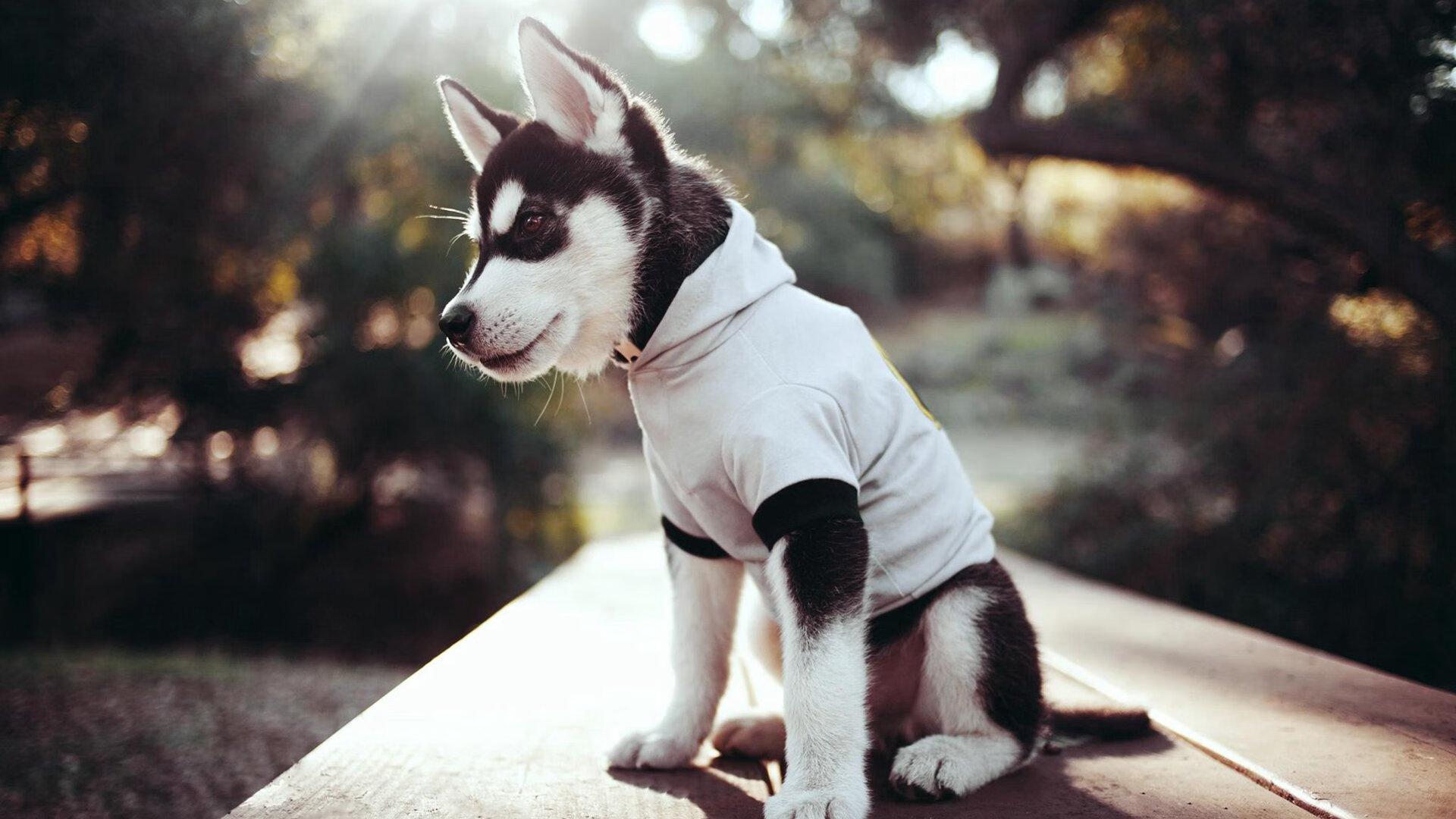 破风者，当德国战车轻取高地，北欧尖刀在风暴中证明自己