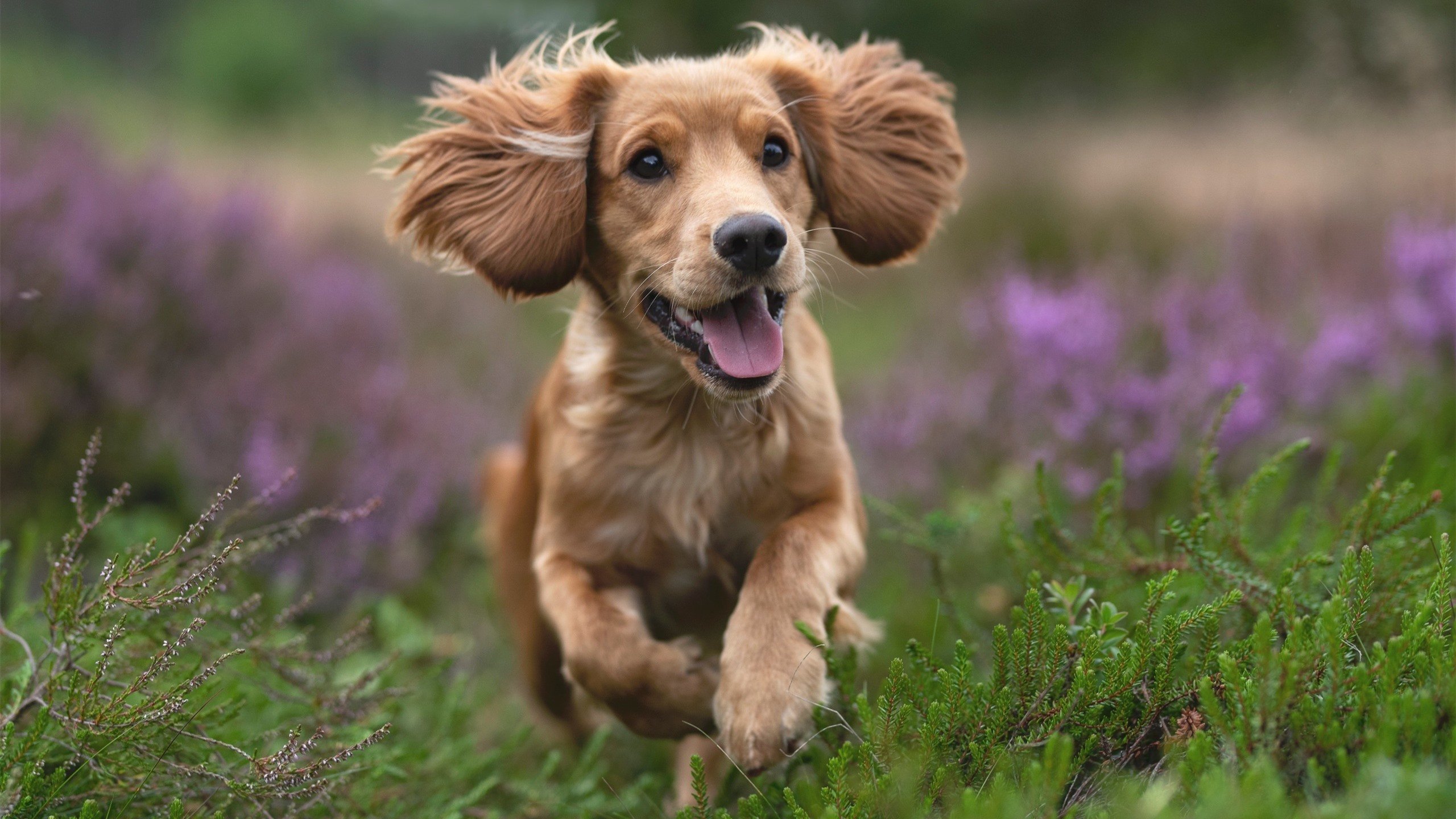 开云下载-德比夜，英格拉姆是燃尽黑暗的那颗星