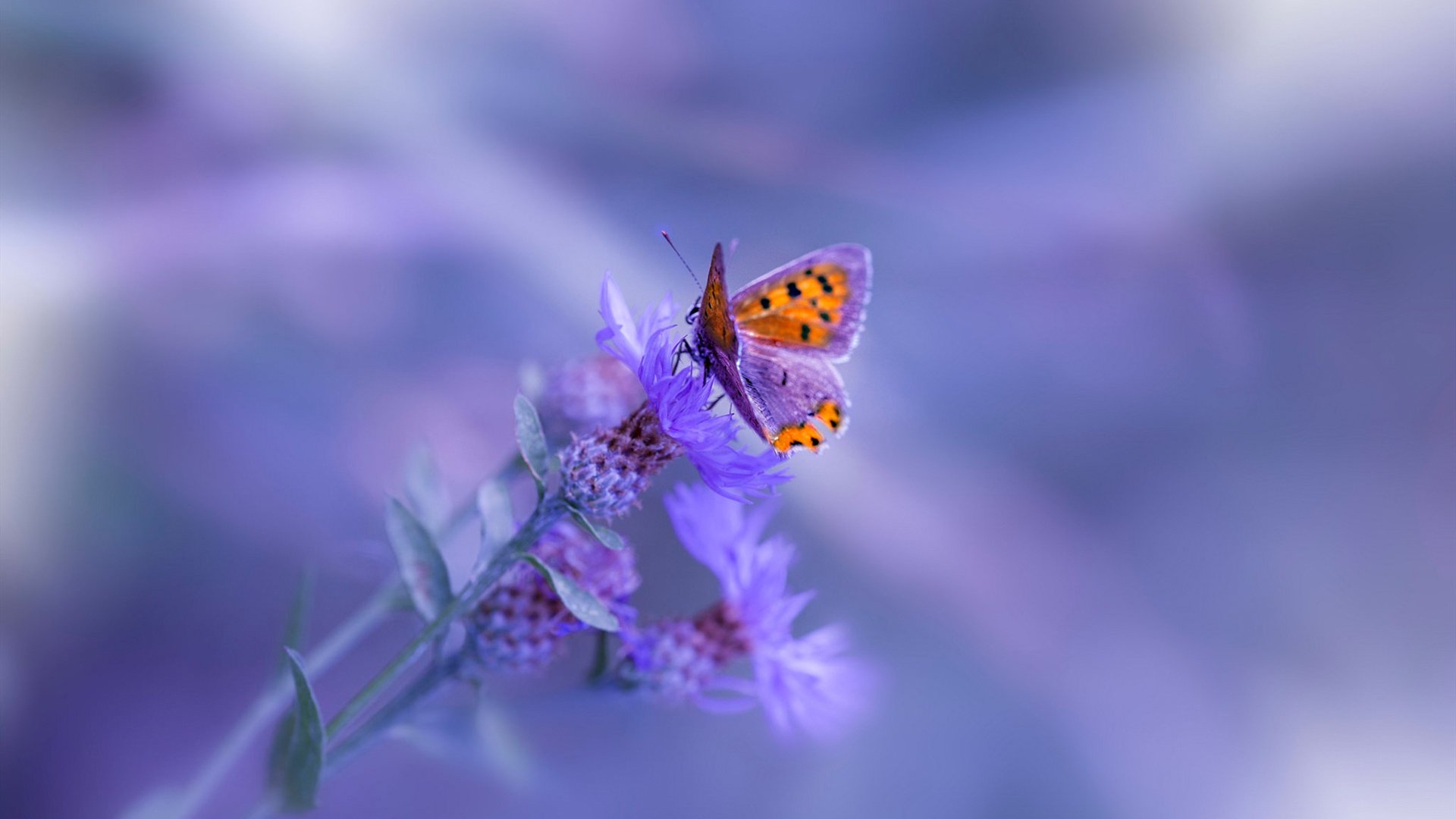 英超争冠烽火连天，上海队力克奇才展雄风